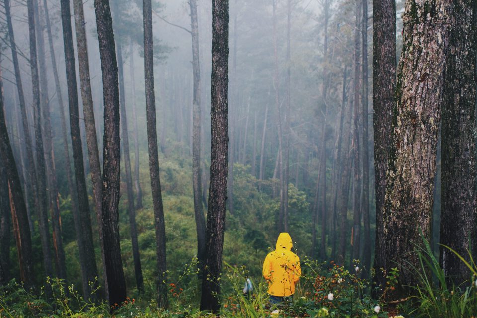 Person in gelber Regenjacke geht im Nebel durch einen Wald.