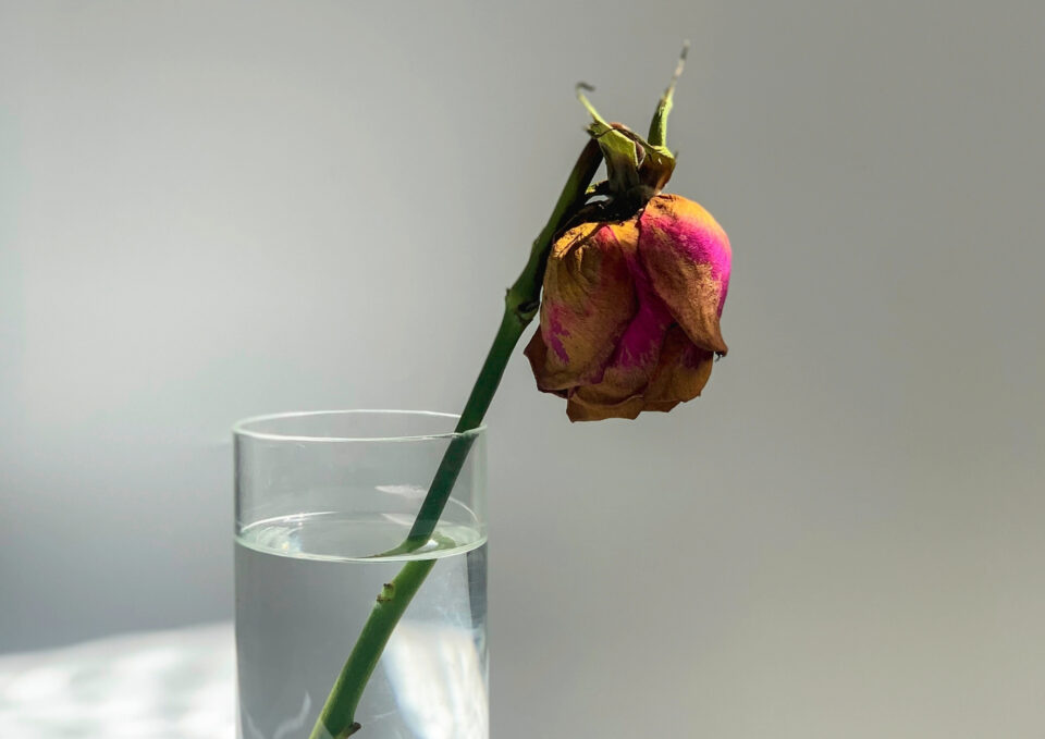 Kopftimismus Vertrocknete Rose In Wasserglas Kulbir
