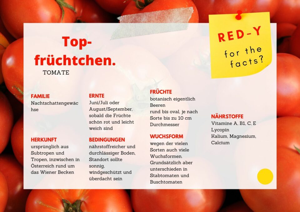 Infografik Tomate