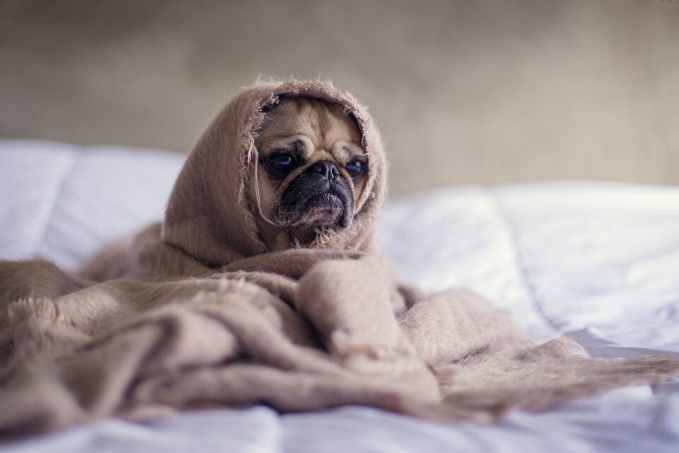 Kleiner Hund in Decke eingeschlagen sitzt auf einem Bett.