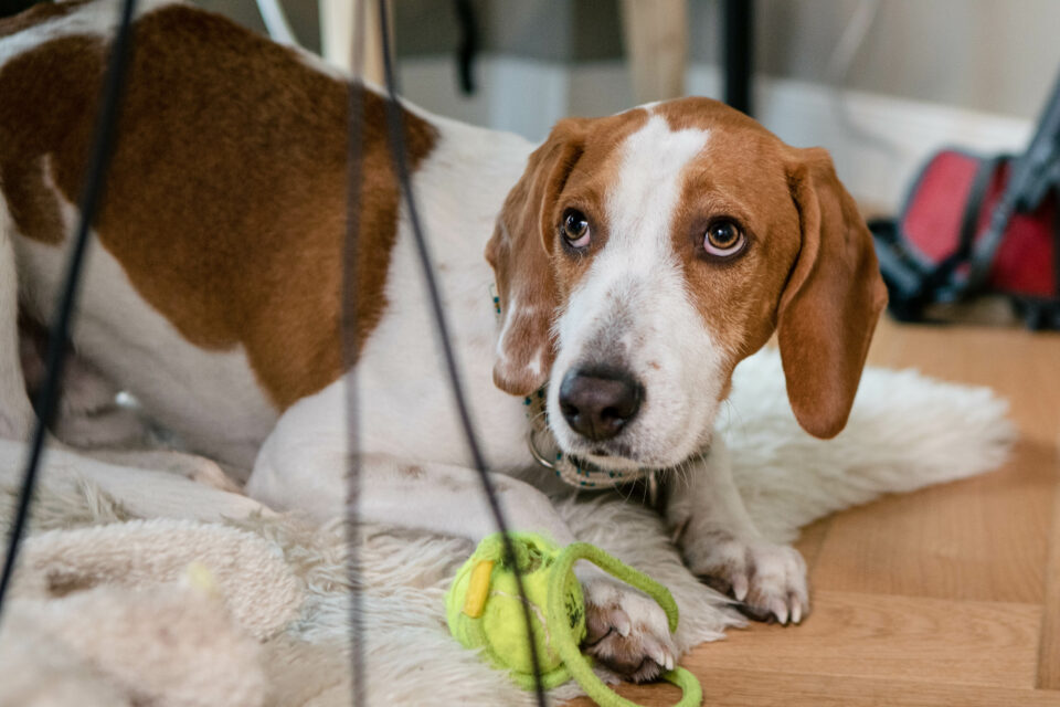 Hund mit Tennisball