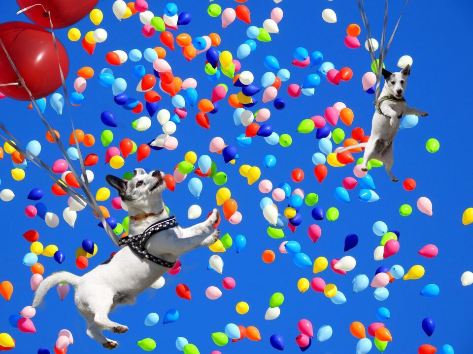 Hunde, die mit Hilfe von Luftballons fliegen