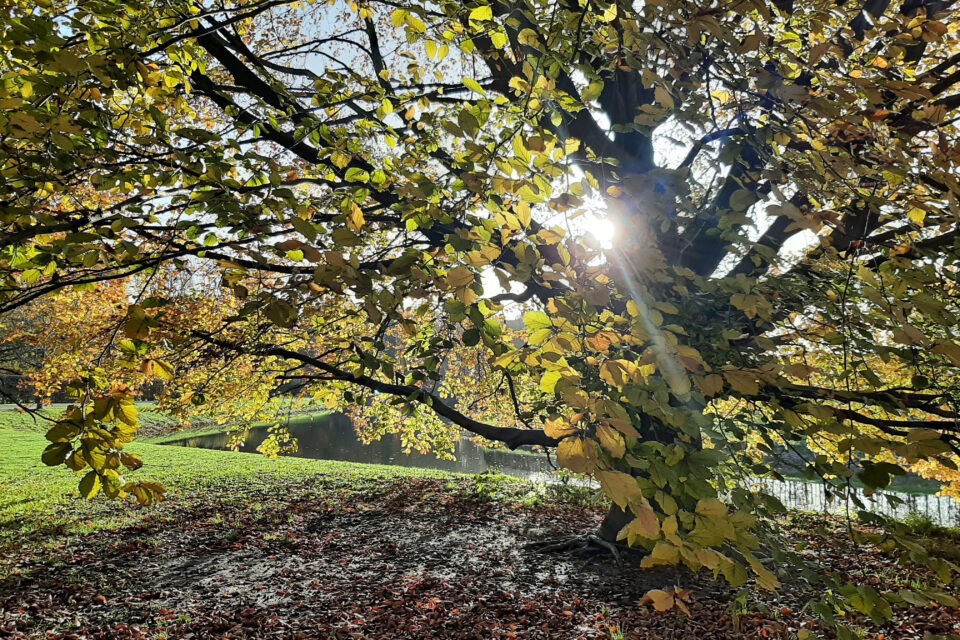 Die Sonne scheint durch die herbstlichen Blätter eines Baums.