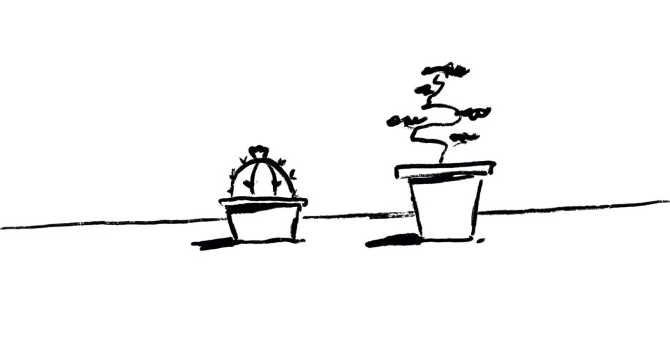 Ein Kaktus und ein Bonsai