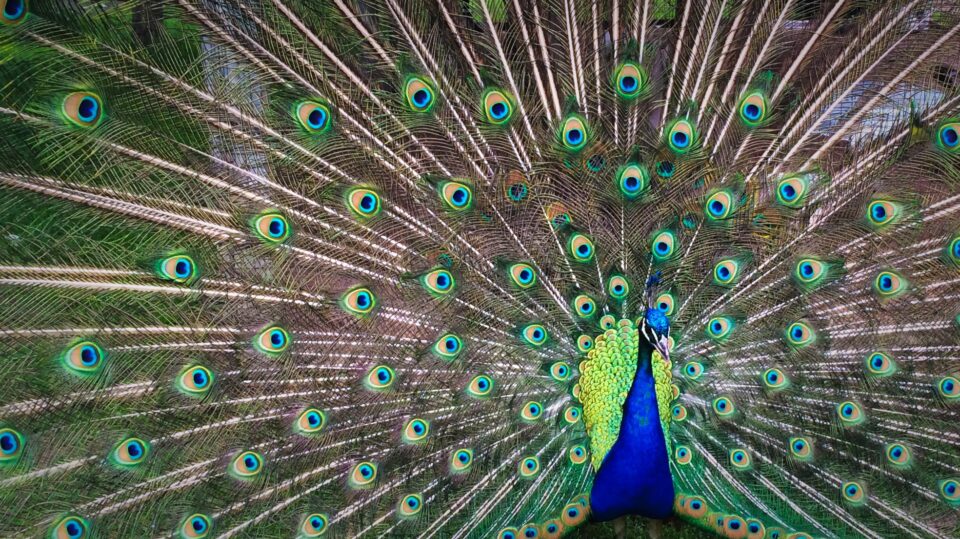 Ein Pfau, der sein Federkleid zeigt.