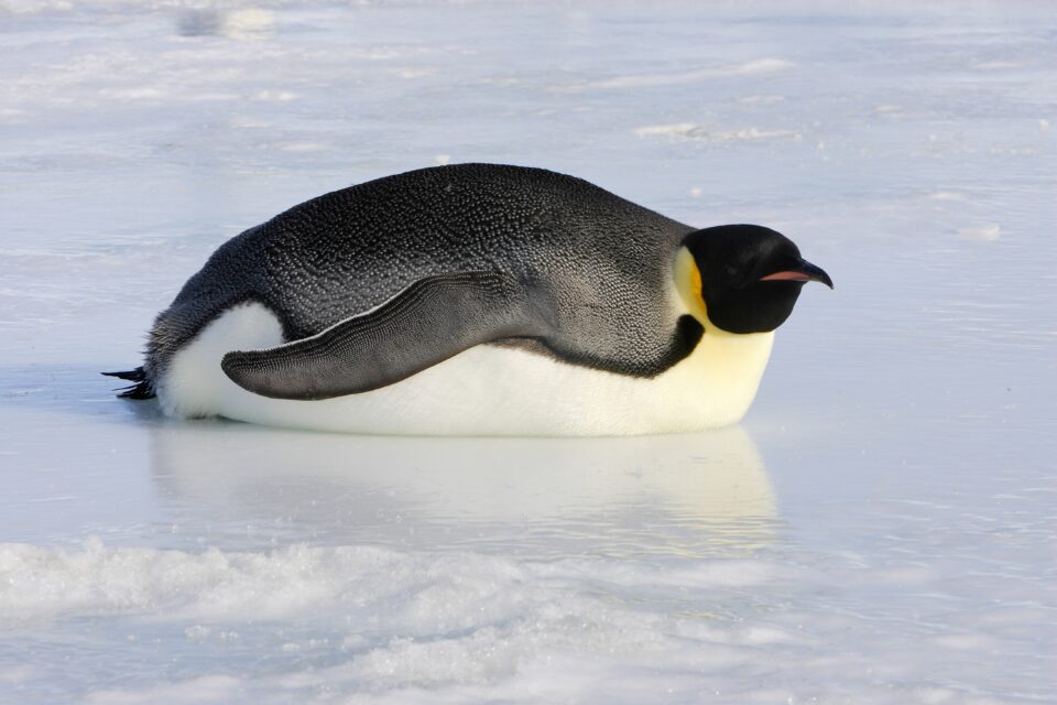 Kaiserpinguin (Foto: Michel VIARD/Getty Images)