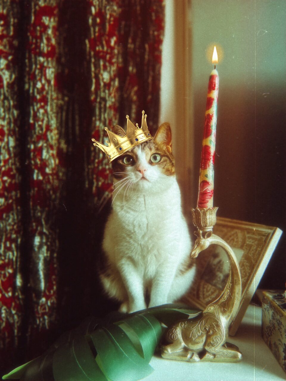 Katze mit schiefer Krone auf dem Kopf