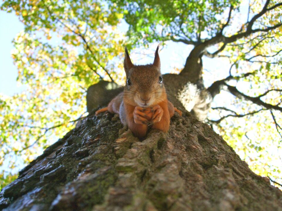 Eichhörnchen kopfüber auf einem Baumstamm.