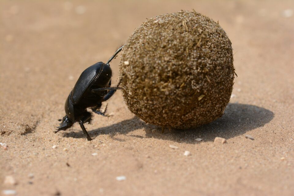 Ein Käfer rollt einen riesigen Mistball vor sich her.