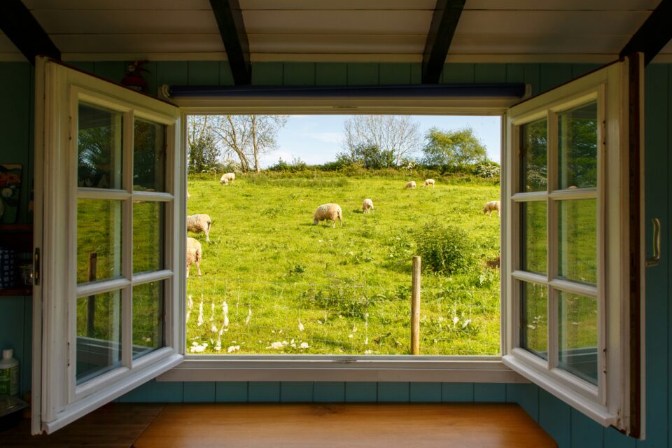 fenster offen aussicht schaafe auf weide