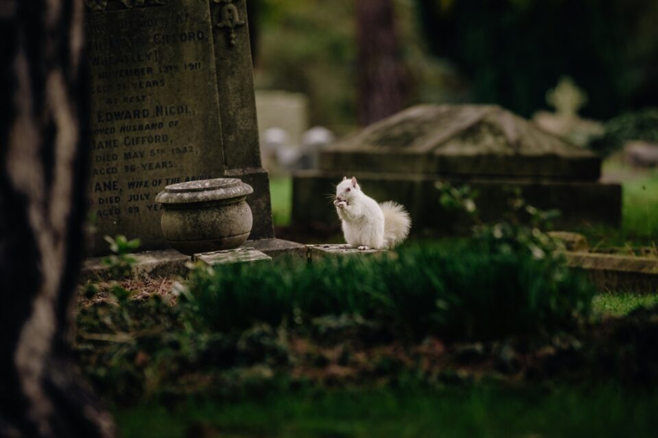 Grabstein auf Friedhof mit weißem Eichhörnchen