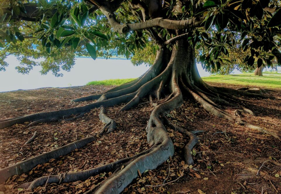 Baum große wurzeln