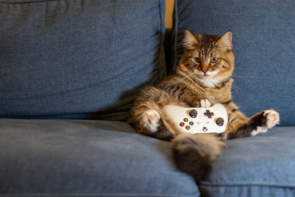 Katze sitzt auf Sofa mit Gamecontroller