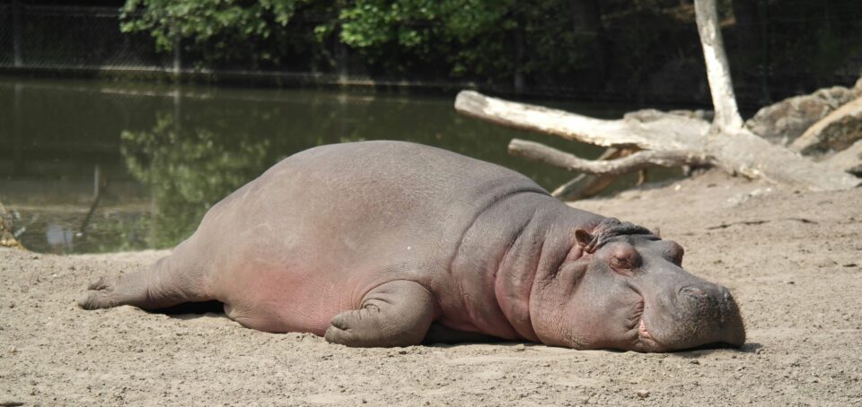 Nilpferds liegt schlafend auf sandigem boden