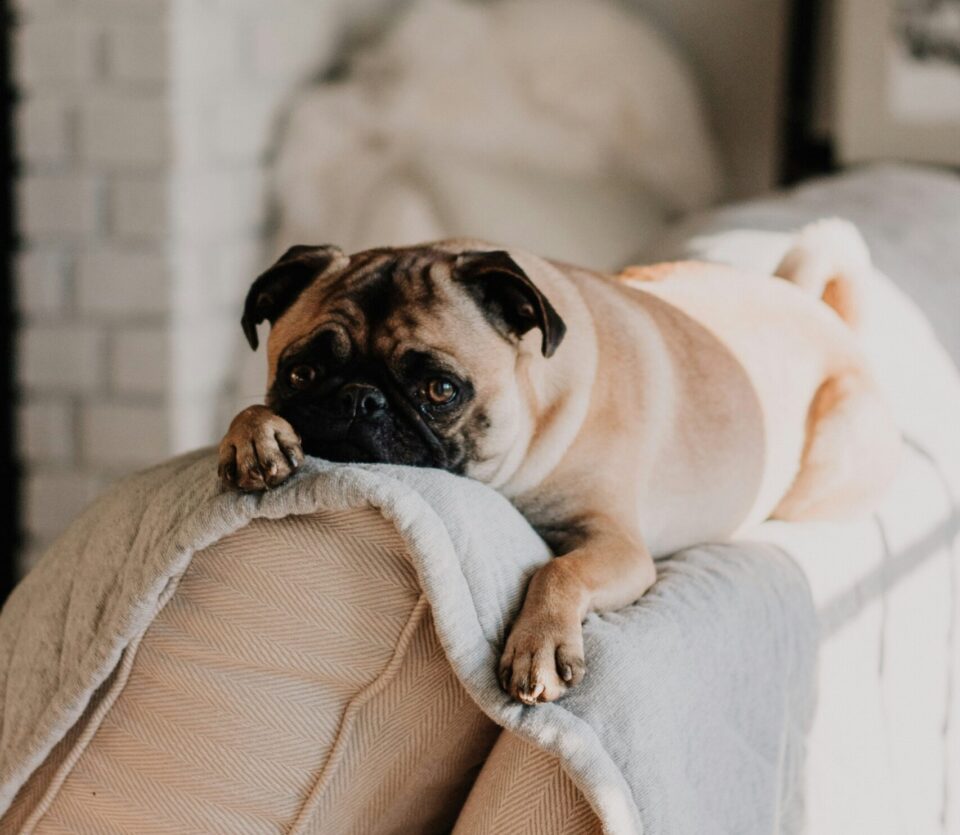 mops hund liegt auf lehne von sofa