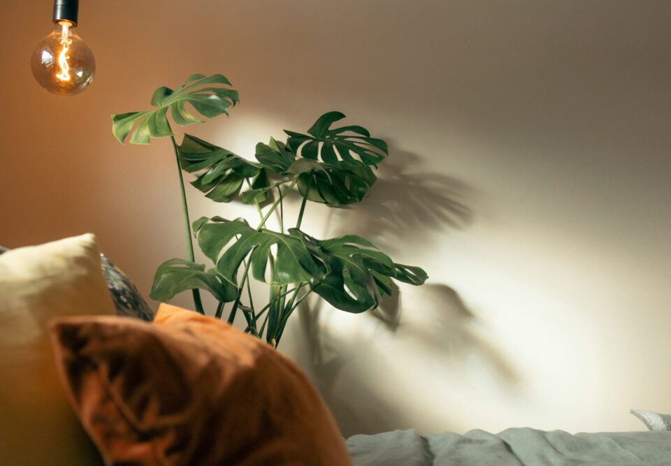 Monstera im Hintergrund, teil vom bett im vordergrund